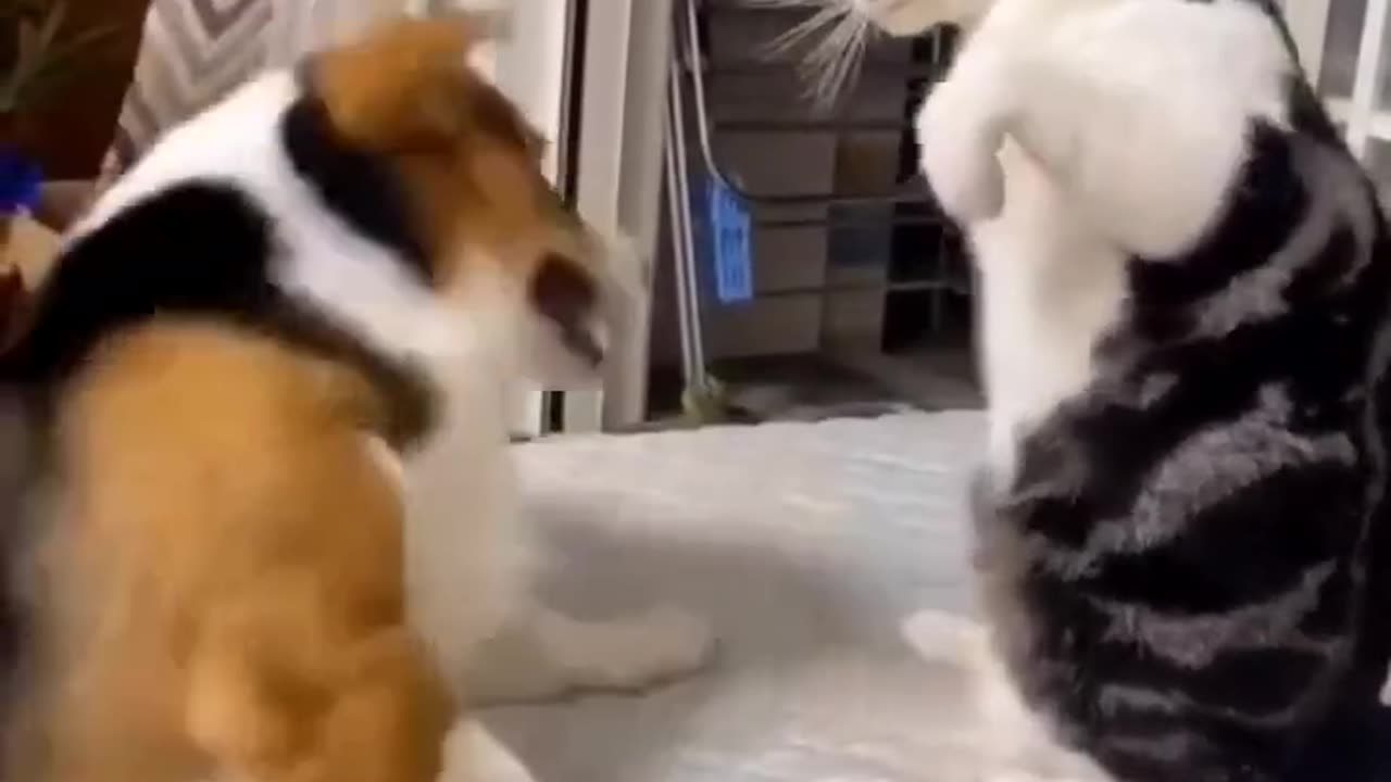 Cat and dog funny video