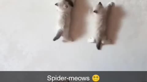 Meows or spideys 🐱 🕷.Ah! Spidermeows