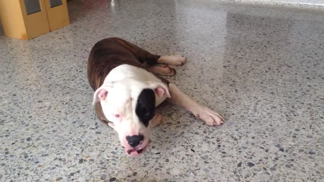 Tiny Chihuahua Attacks sleepy American bulldog