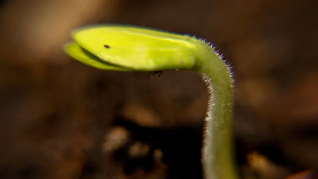 Macro Seedling Time-Lapse