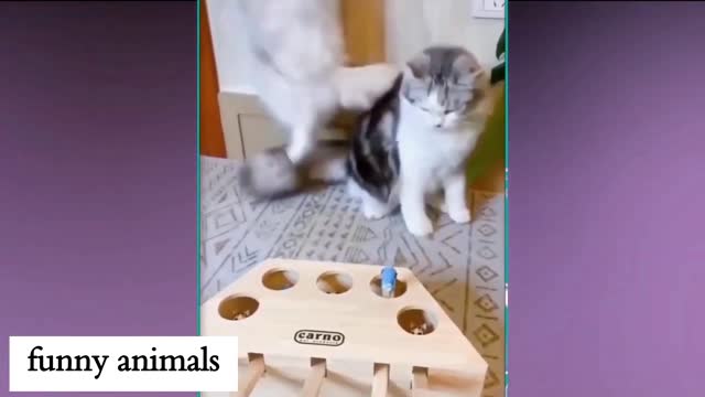 crazy cats enjoy watching