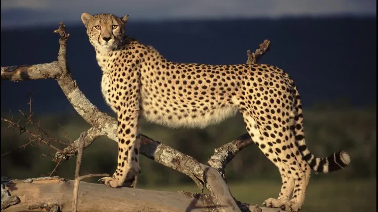 Animals for children