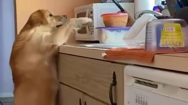 The thief kitchen