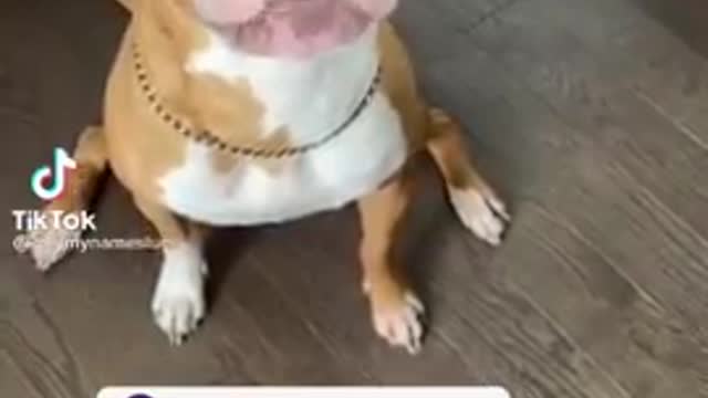 Funny Dog on Tiktok