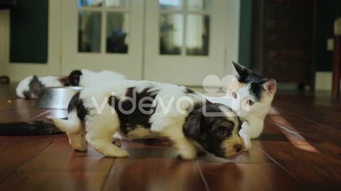 A CAT FIGHTING A PUPPY