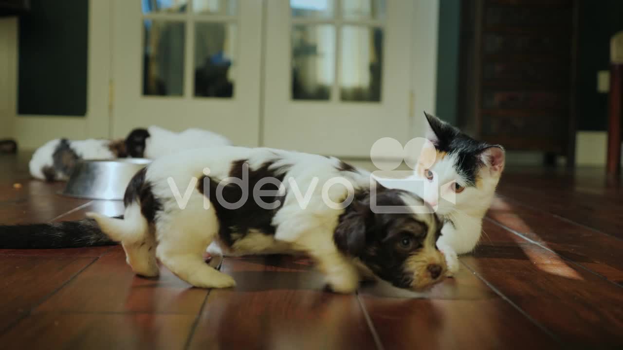 A CAT FIGHTING A PUPPY