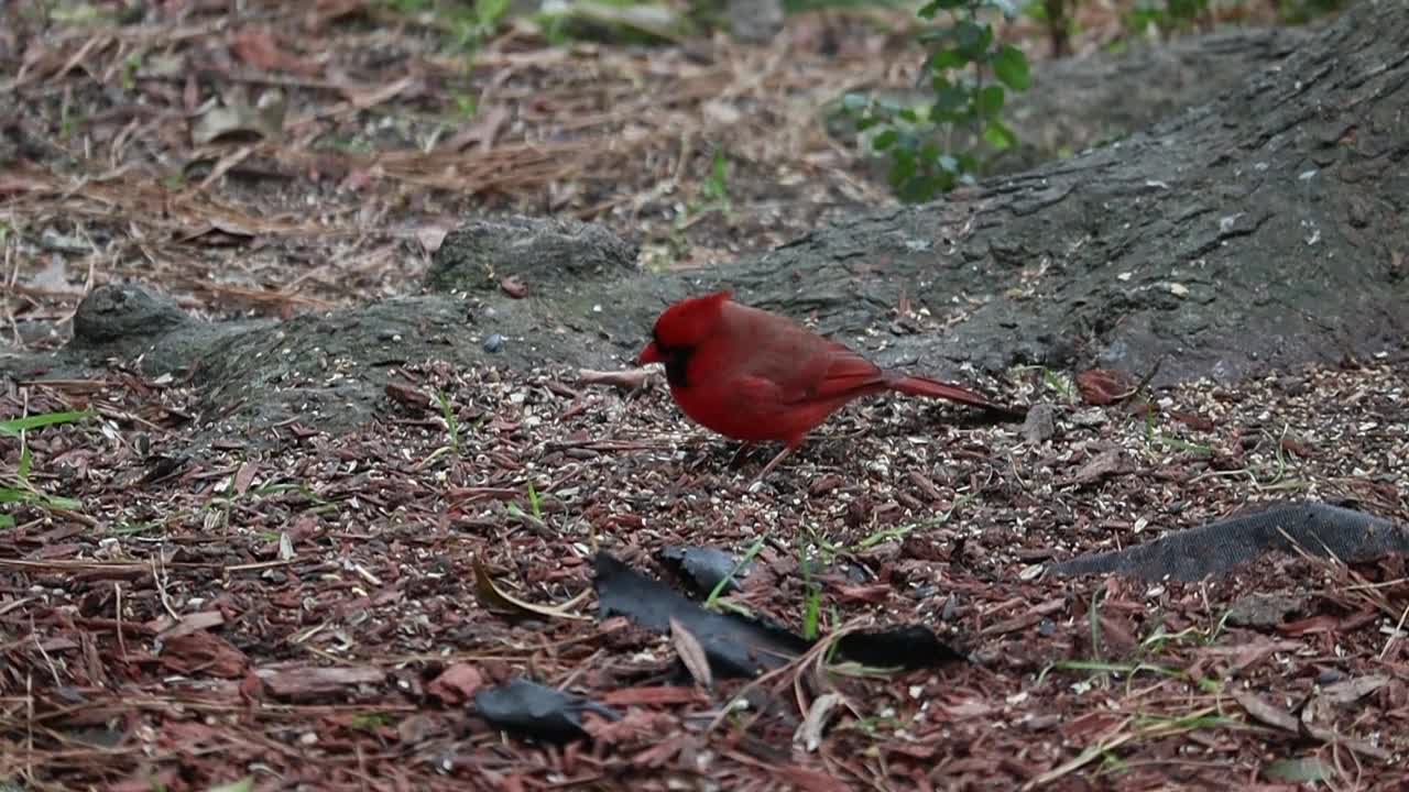 Watch this red feathered bird as he eats