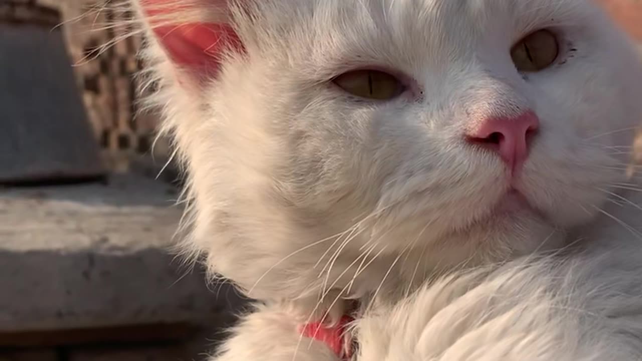 Cute Cat video 🥰❤️ #cat #video #rumble