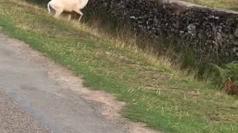 BABY DEER JUMPING OVER THE WALL