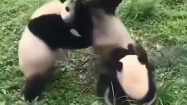 A group of funny pandas