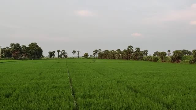 Agricultural drone spraying pesticides