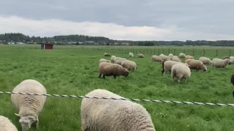 Sheep loves eating green grass