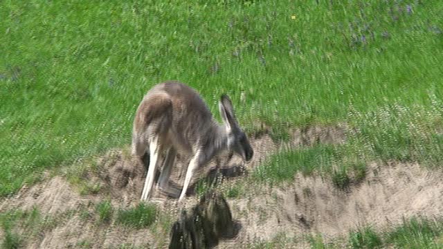 The kangaroo rests in a pit.