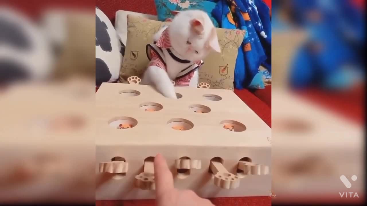Cat funny videos of you can do it