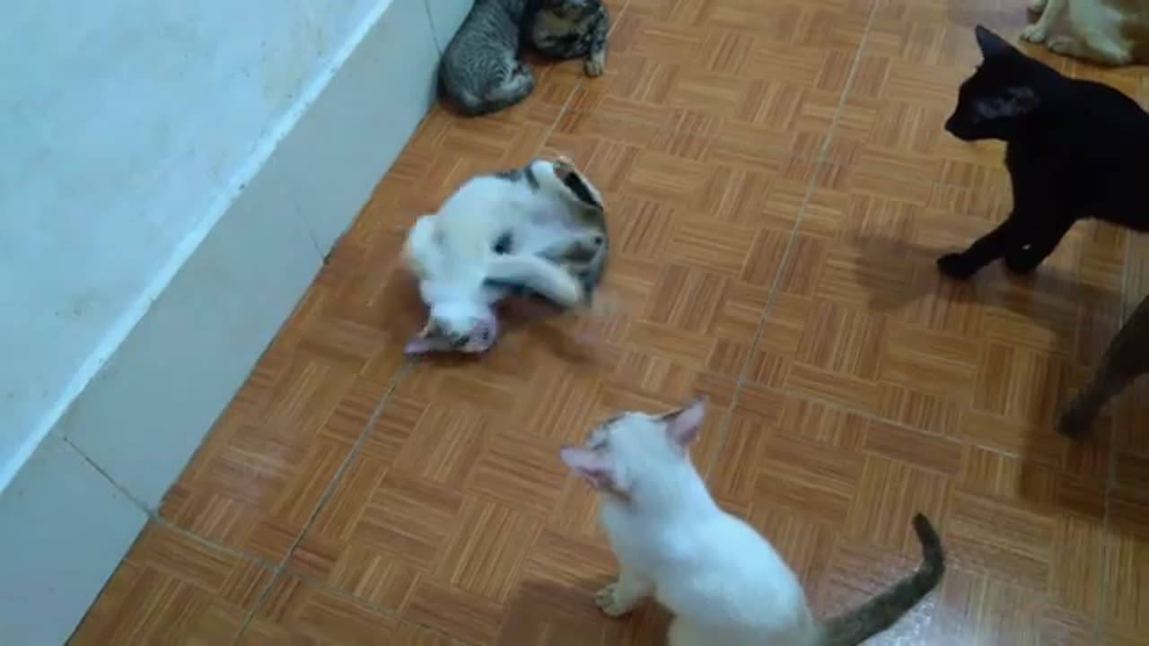 2 Female Cats Mating With 1 Male Cat