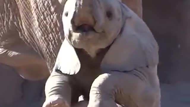 Small Elephants Play with Peoples like Babies