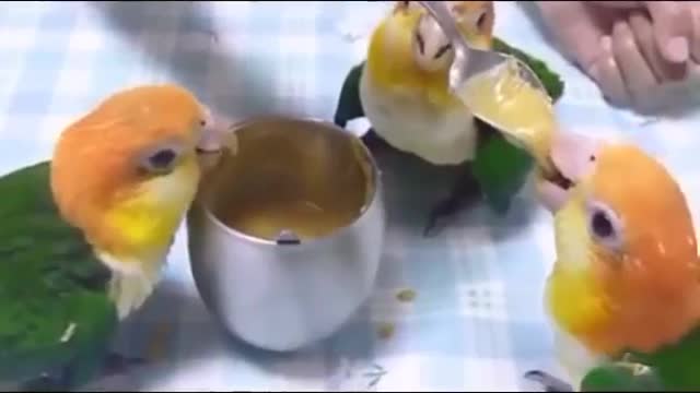 baby parrots being fed funny