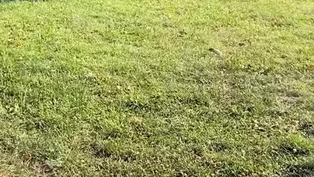 This smart chipmunk is incredible