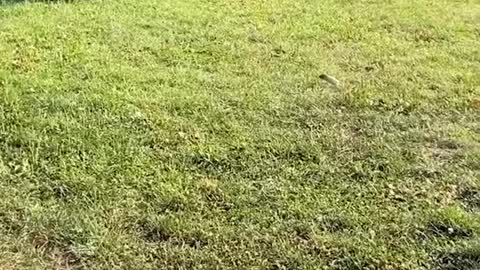 This smart chipmunk is incredible
