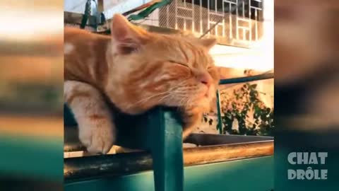 Video gracioso de gato, relajación # 1