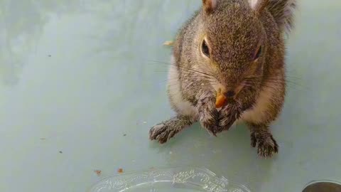 Mika was waiting for me on the table to get her breakfast 🐿️🐾