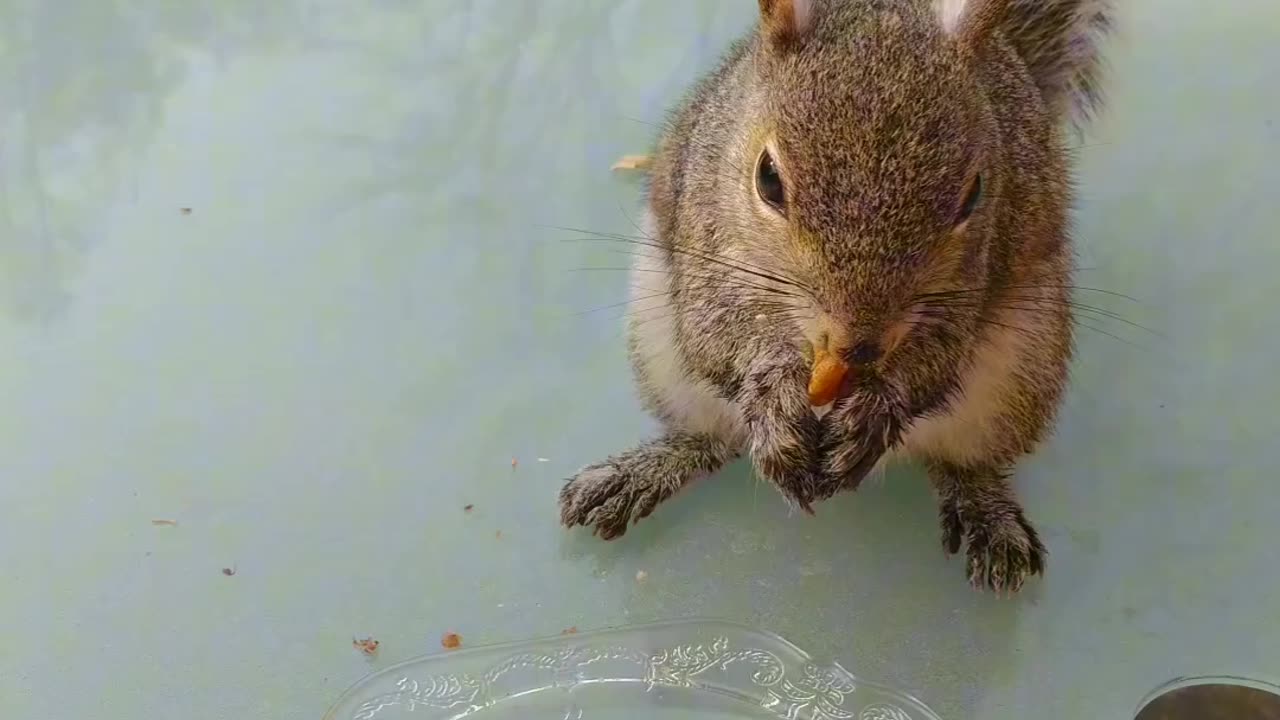 Mika was waiting for me on the table to get her breakfast 🐿️🐾