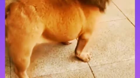 Funny dog 🐶