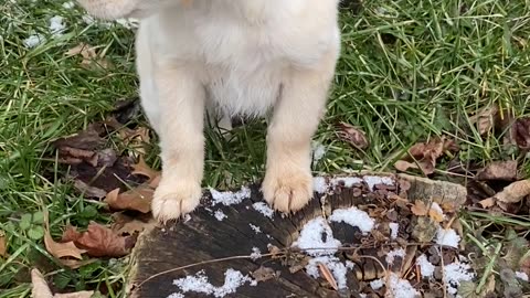 Cute Puppy 🐶 Tikka