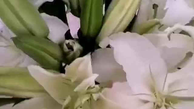 Aha, my lily is blooming