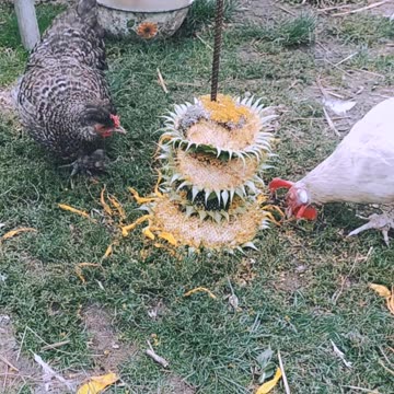 Sunflower grill for chickens 😍🐔