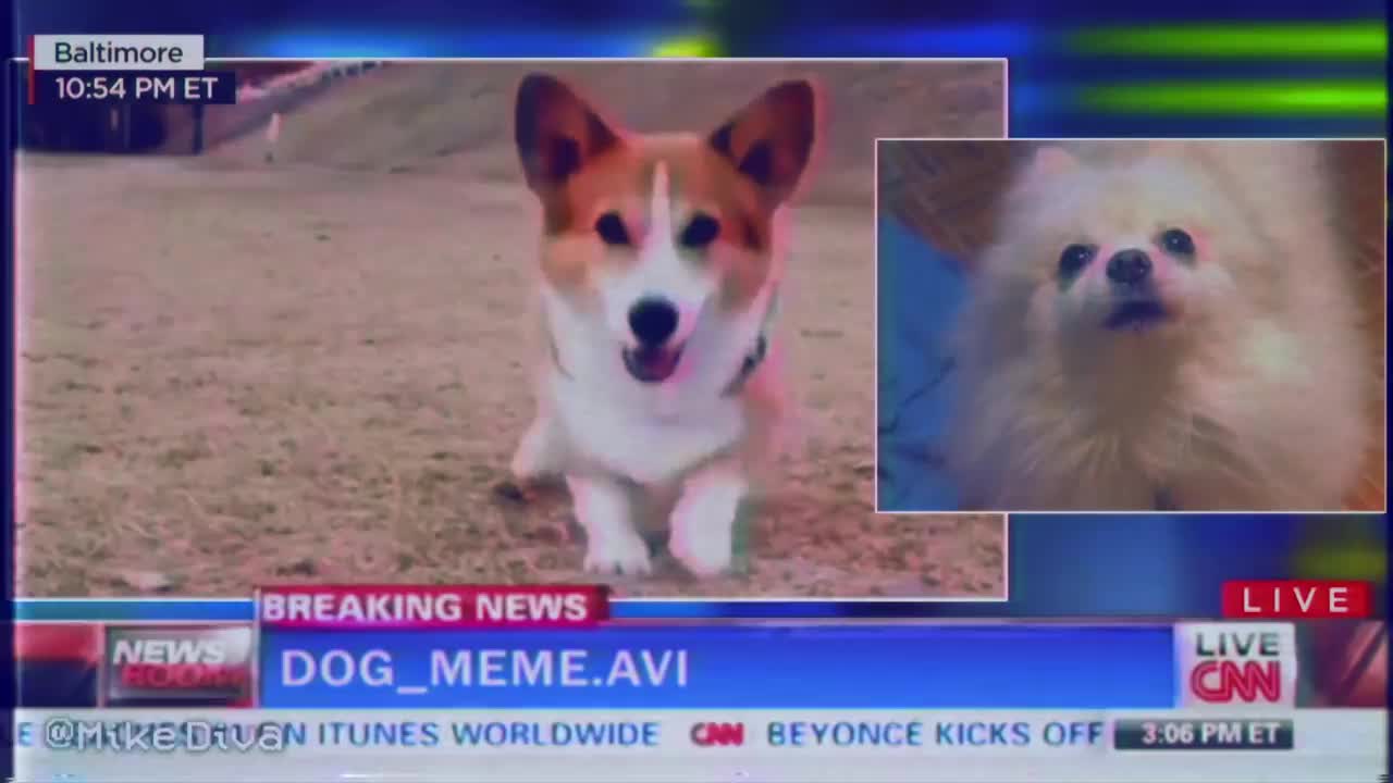 dog_meme.avi