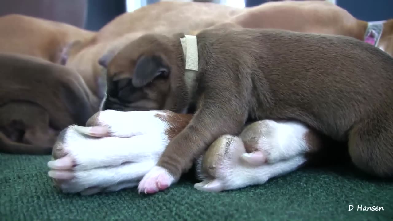 Boxer's Three-Day-Old Puppies (in HD)