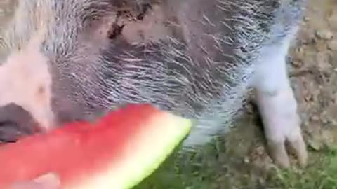 ARK OF GRACE..NOBLE VS THE WATERMELON! FUNNY!