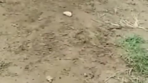 dog vs dog fight😘#dog #animals #pet #shorts #dogfight #dognut cafe