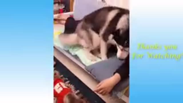 Funny and cute cats life cat and owner are the best friend video