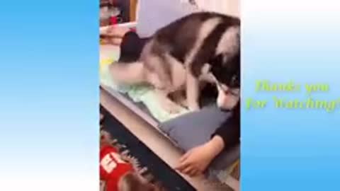 Funny and cute cats life cat and owner are the best friend video