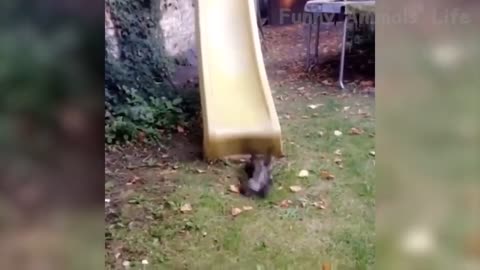 96 🤣 Funniest And Cute Cats 😻 Cats Try Not To Laugh Animals Funny Pet Dogs And Kittens Videos