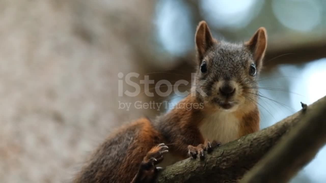 Senior adults feeding a little funny squirrel in the park in spring.