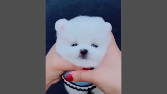 Funny and loving dogs🐶|cute dogs 2021