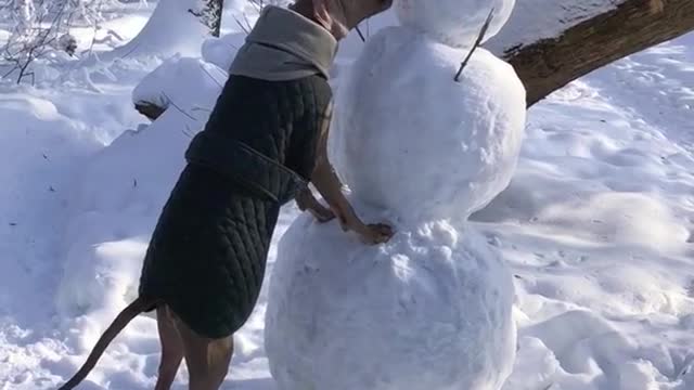 Brown dog eats carrot off of snowman in woods