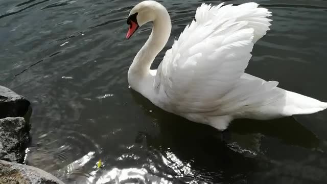 Cygne blanc