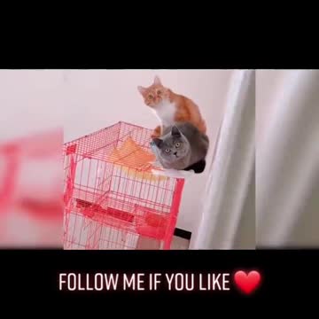 See what my cats is doing behind closed doors