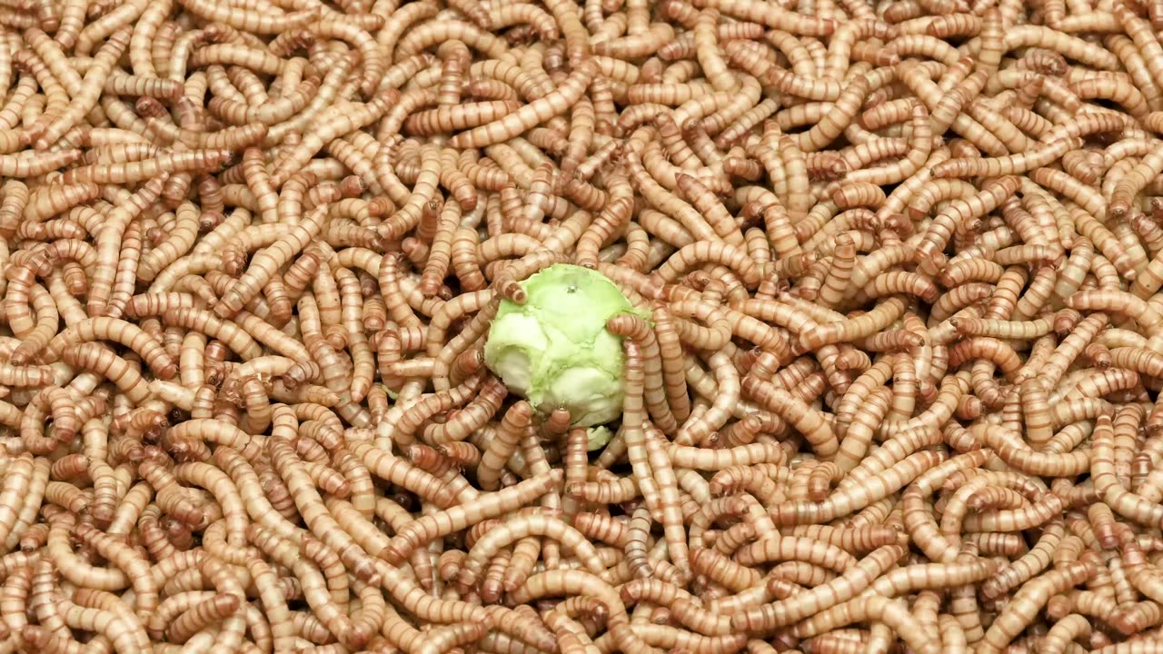 Timelapse 50 000 Mealworms vs A Brussel Sprout