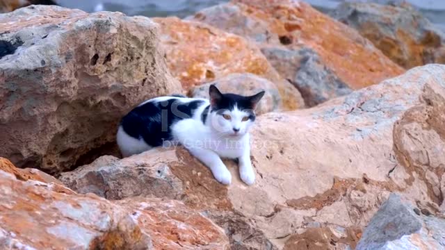 Wild cat lies on the rocks at the edge of the water