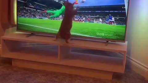#Animal