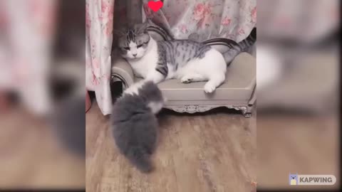 Baby Cats Cute and Funny Cat Videos 2021 : )