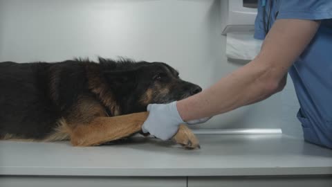 Treatment of a Injured Dog 🐕 !! Finally