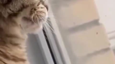 Lovely Cat, black cat, cats, funny cats, funny cat videos 1307