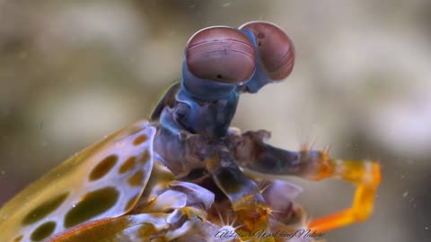 Deep look into the nature . Mantis shrimp .