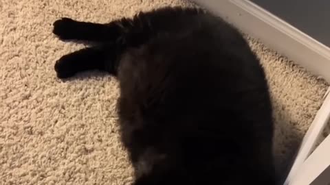 The Single Braincell Broke Down #cat #cute #kitten #pets #meow #videos #shorts #dog